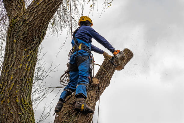 Best Tree and Shrub Care  in Gibbstown, NJ