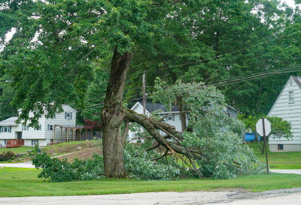 Best Fruit Tree Pruning  in Gibbstown, NJ